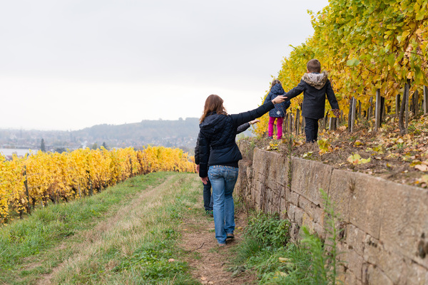 Vignes Grgory Tachet