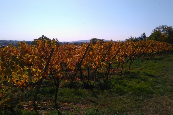  Vignoble Molsheim Automne